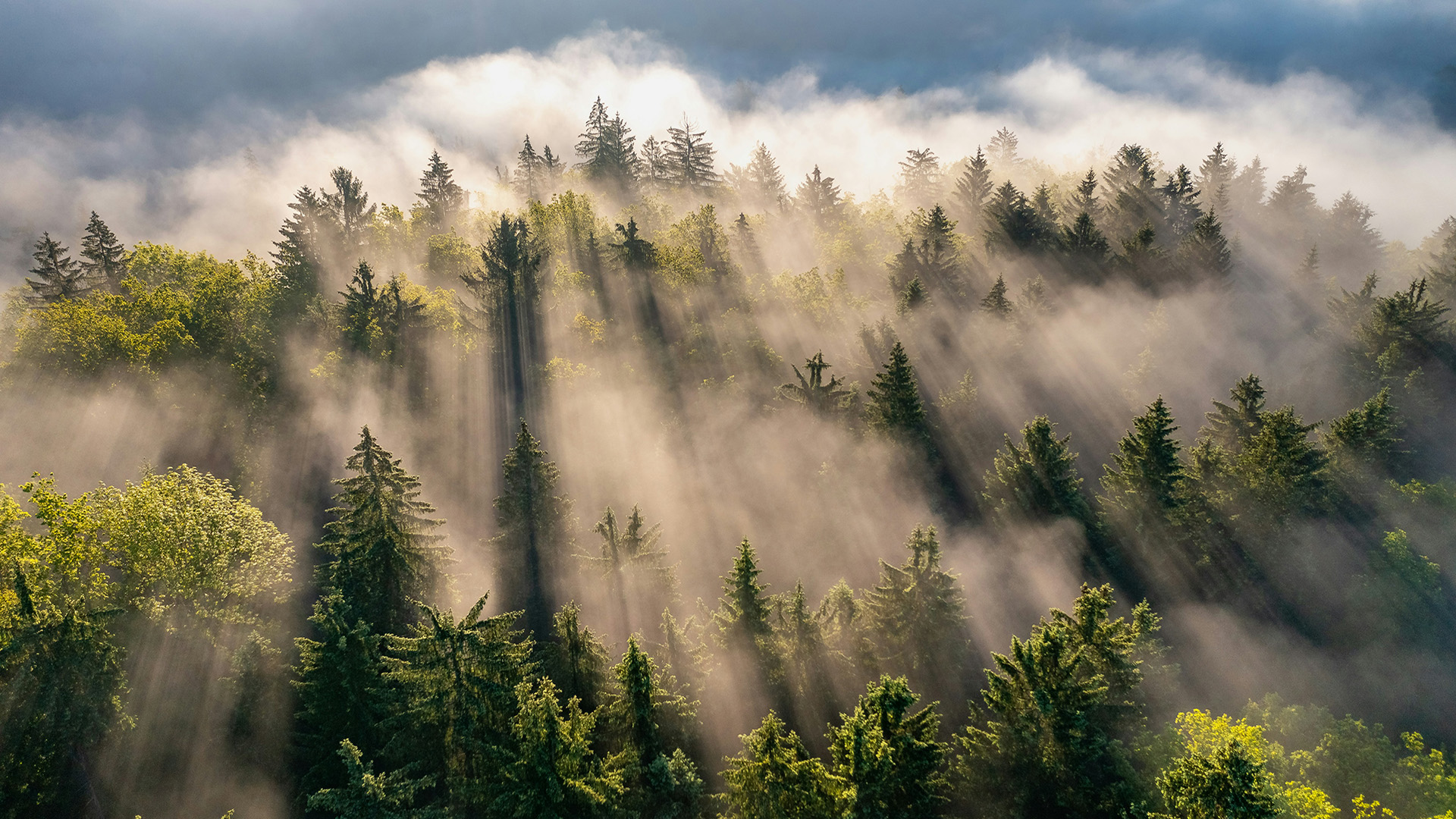 A forest with mist and fog drifting over